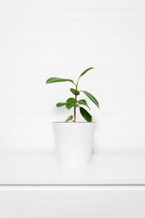 Ficus tree in bright interior. White brick wall with house plant. Indoor ficus elastica. House potted plant with big green leaves. Vertical format.