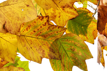 紅葉したユリノキ