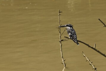 pied kingfisher on a twig