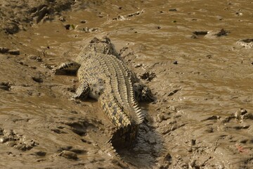 crocodile in the wild