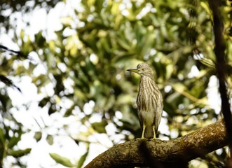 pond heron on the branch