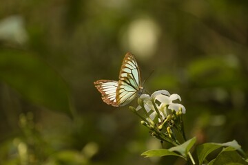 indian wanderer butterfly on the flower