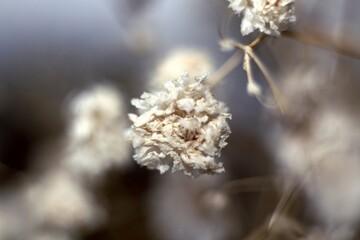 a small white flower on a blue background