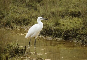 Fototapeta premium little egret standing in the swampland at dangamala nature camp, bhitarkanika national park, odisha, india
