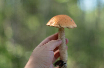 mushroom in the forest