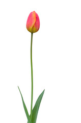 One yellow-red tulip with leaves isolated on white background. Beautiful gentle flower on long stem, side view, close up. Detail of floral design