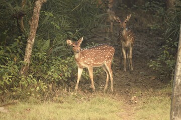 Naklejka na ściany i meble Spotted deer grazing at Dangamala Nature Camp, Bhitarkanika National Park, Odisha, India