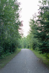 road in the forest