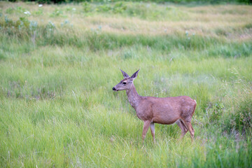 Wildlife in Yosemite National Park of California.