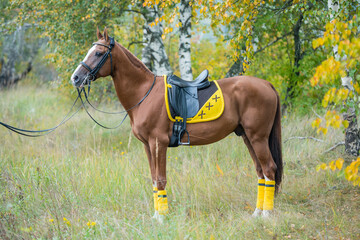 A saddled horse with a yellow saddle cloth and bandages