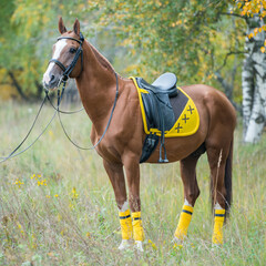 A saddled horse with a yellow saddle cloth and bandages