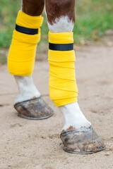 Close-up of a yellow bandages and horse hoofs