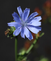 Gemeine Wegwarte - Common chicory