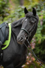 Close-up of a saddled black horse with a green saddle cloth