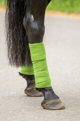 Close-up of a green bandages and horse hoofs