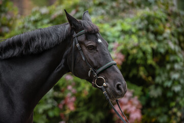 Close-up of a black horse