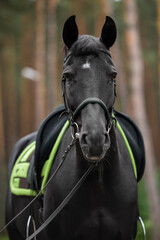 Close-up of a saddled black horse with a green saddle cloth