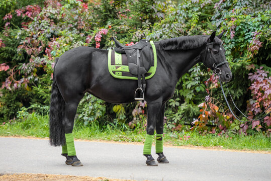 A saddled black horse with a green saddle cloth and bandages