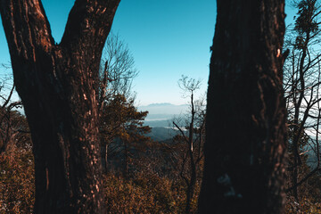 Trees, mountains and views with orange light in the morning.