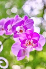 Fototapeta na wymiar Magic purple Orchid flower (Phalaenopsis) on the bokeh background