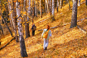 Group of women hikers goes down a trail in a birch forest in the mountains at sunset; leisure and active recreation concept