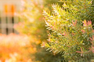 Tree in a garden has a lot of branch and it has green and pink color