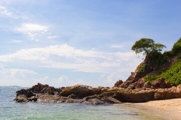 Tree on mountain rock on beach and see  sky and cloud background daytime