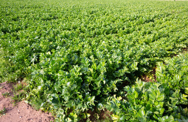 Fototapeta na wymiar Closeup of green celery plantation in organic vegetable farm. Harvest time