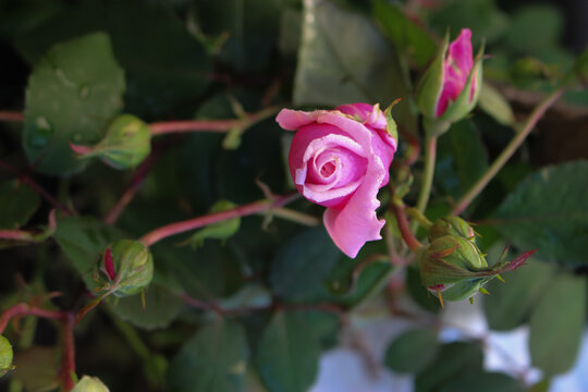 Pink little rosebuds are gently arranged on the hanging branches of the flower.