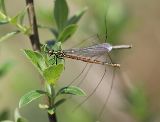 Frühe Adonislibelle - 