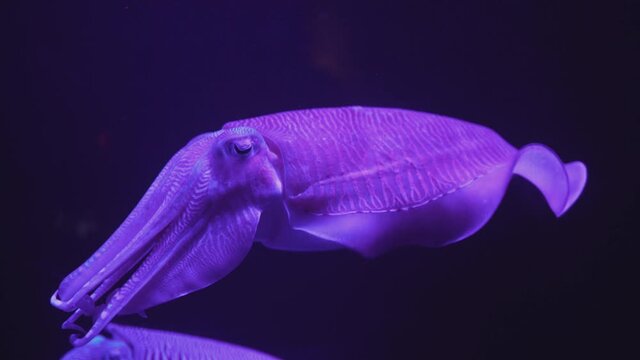 cuttlefish close-up swims on black background