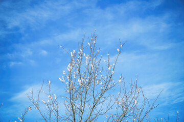Fototapeta premium Twigs covered with snow on the background of the spring blue sky