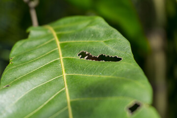 photo of hollow leaves eaten by insects
