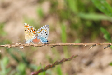 A pair of Closeup beautiful Lovely mating Common Blue Butterflys (Polyommatus icarus)
sitting on green plant, flower in Antalya Turkey.