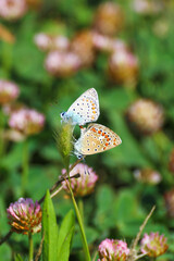 A pair of Closeup beautiful Lovely mating Common Blue Butterflys (Polyommatus icarus)
sitting on green plant, flower in Antalya Turkey.