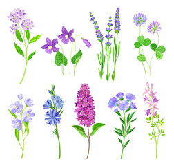 Blue and Purple Flowers on Green Stem as Meadow or Field Plant Vector Set