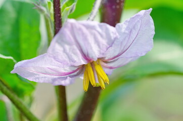 Purple eggplant flower close up 