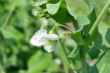 Obraz premium Flower of pea (lat. Pisum) close-up