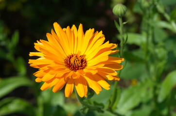 Blooming orange Calendula officinalis in the garden close-up