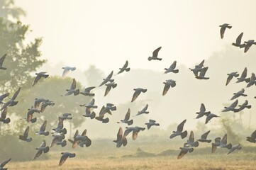 flock of birds in the sky