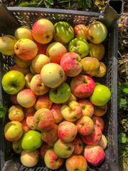natural apple from live apple tree, not perfect, with small dents and cracks. An environmentally friendly and real natural apple with small defects..