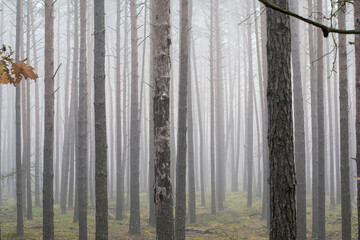 Foggy day in Kampinos wilderness, Poland. Early autumnal morning in a national park near Warsaw. Thin coniferous trees growing in a spooky forest. Selective focus on tree trunks, blurred background.