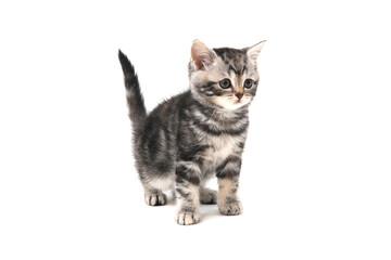 Purebred kitten on a white background