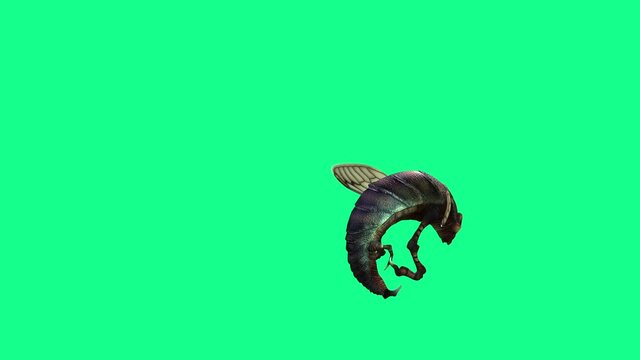 4k  vertical video Bee Wasp Flies and attack on Green Screen - 3D Renderings Animations