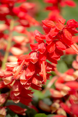Close-up Red Salvia (Salvia splendens)  Beautiful tropical flowers