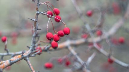 Beautiful bright red berries of hawthorn in late autumn. The photo was taken with an old manual Soviet lens.
