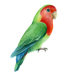 Fototapeta na wymiar Lovebirds isolated on white background. Cute parrot. Watercolor tropical bird illustration, hand drawing painting