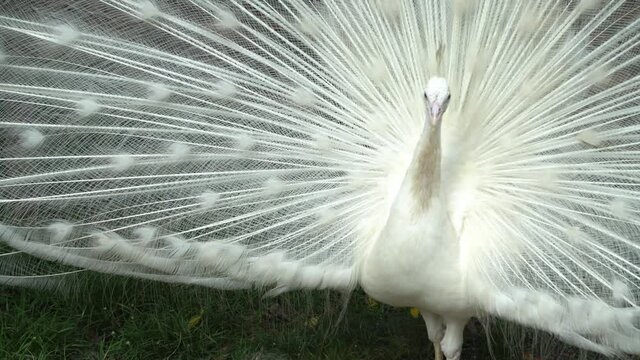 White peafowl pavo cristatus expand the tail like a fan.