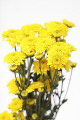 Beautiful yellow flowers in the garden, isolated on a white background.