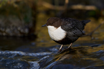 White-throated dipper (Cinclus cinclus)